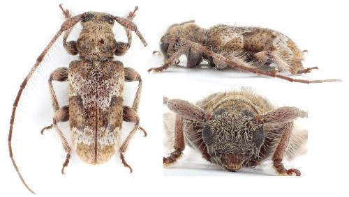 Similosodus transversefasciatus